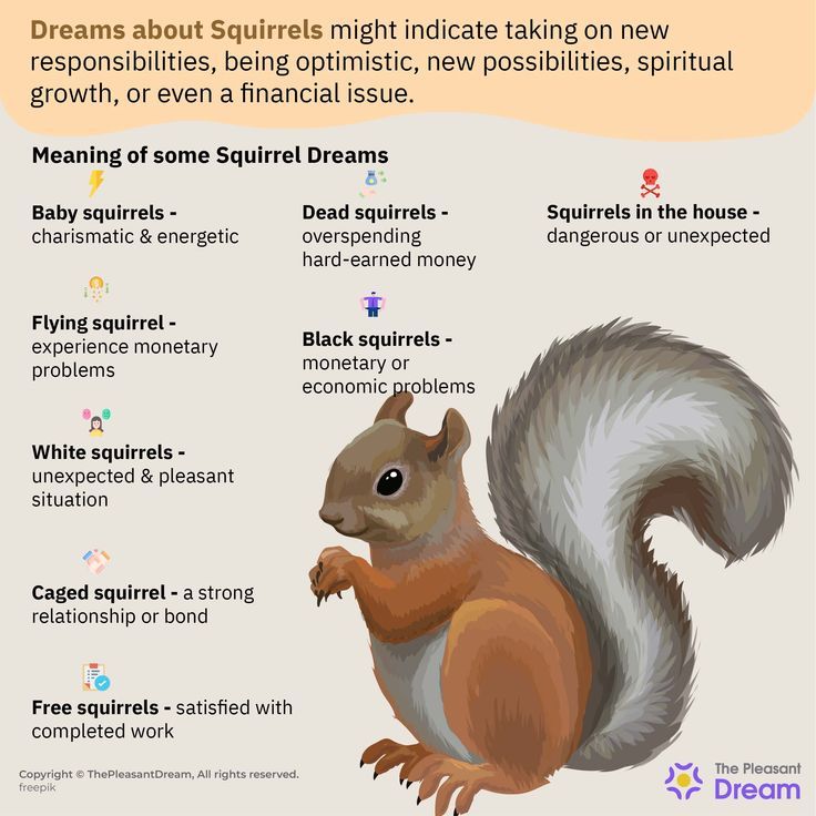 Dream Interpretation Squirrel Meaning?